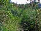 Hanalei-Okolehao Trail